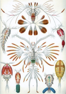 Copepods by Haeckel 