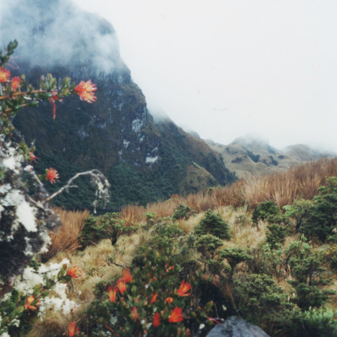 mountain cloud forest Ecuador