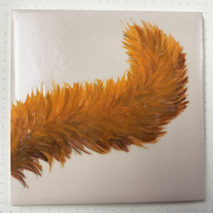 squirrel tail front