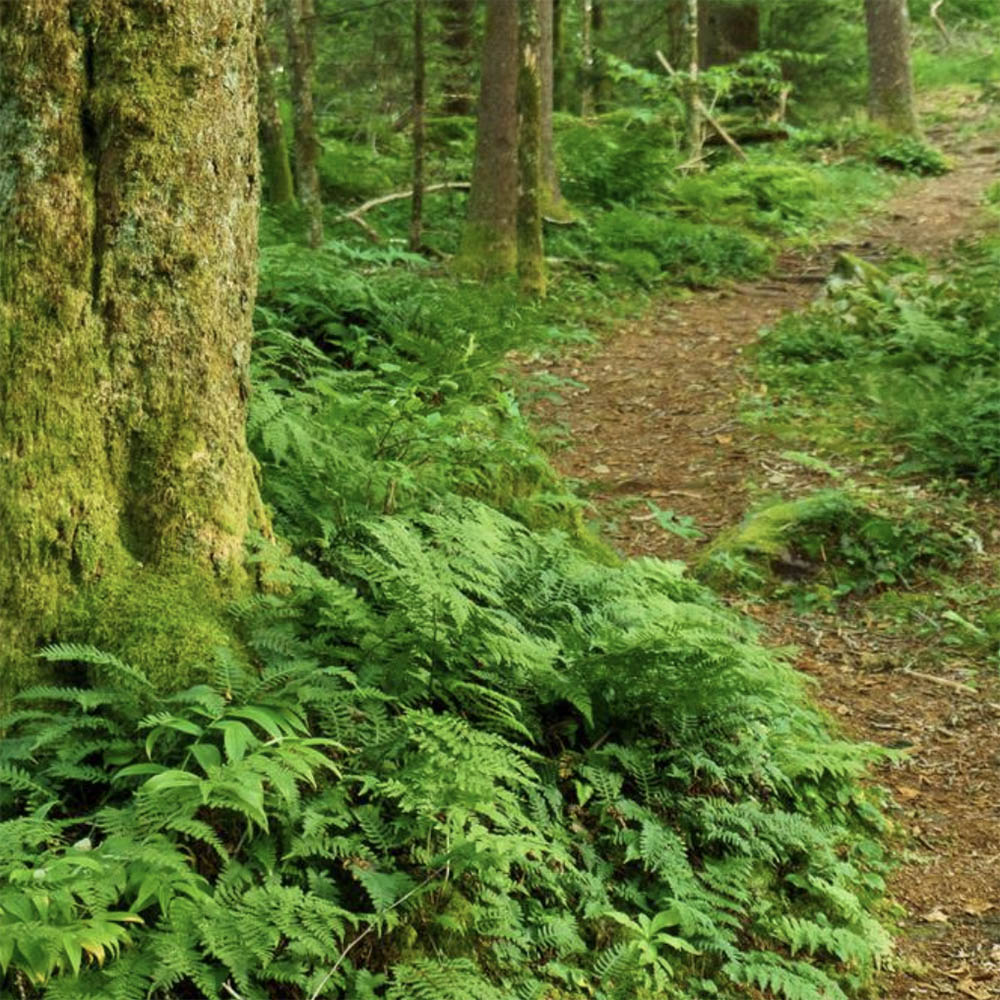 Appalachian mountain ferns