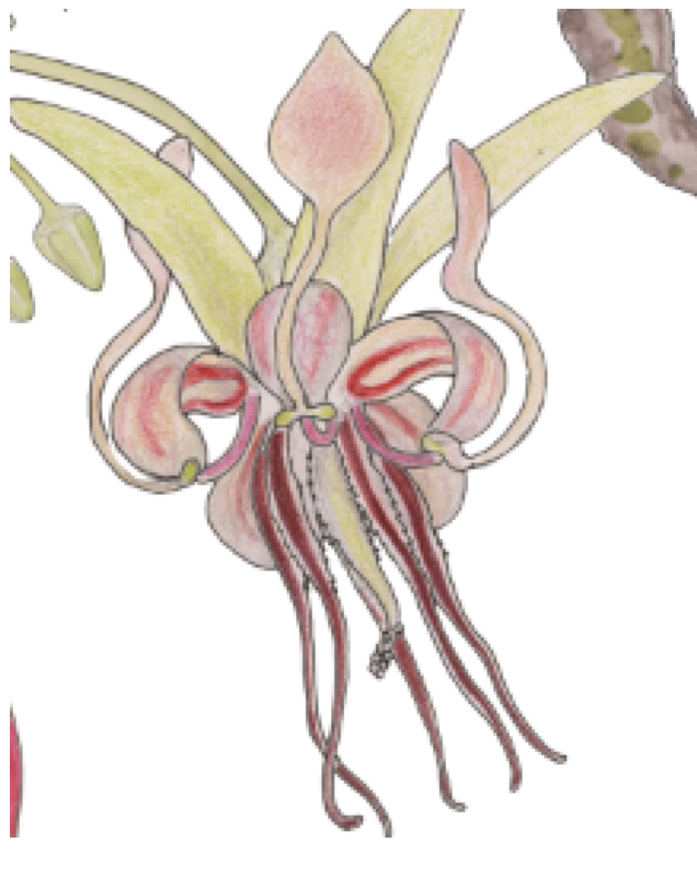 Theobroma coca flower