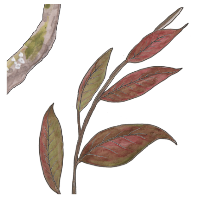 Cacao leaves