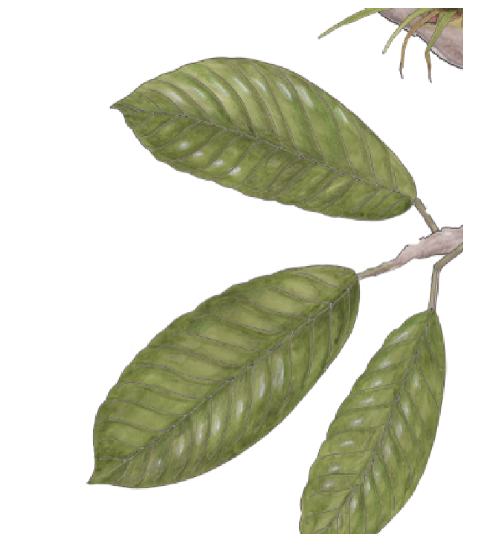 Theobroma cacao leaves