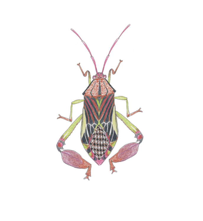 Leaf-footed bug