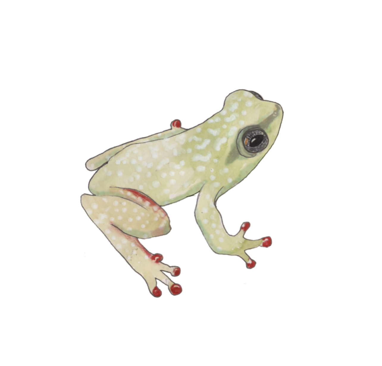 Dotted reed frog